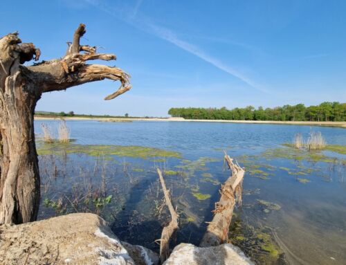 Renaturation – Extension du plan d’eau