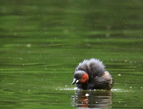 Renaturation – biodiversité et inventaires
